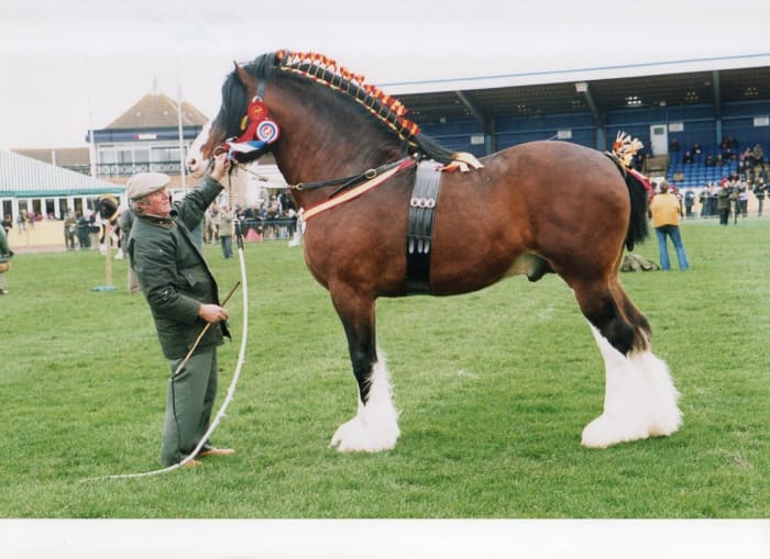 10+ de las razas de caballos de tiro y caballos pesados más bonitos del